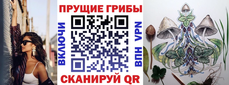 закладка  Тырныауз  Псилоцибиновые грибы мицелий 